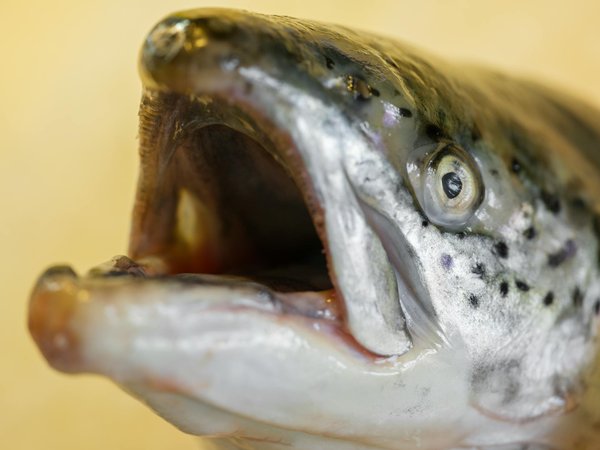 Acheter des accessoires de yoga pour la grossesse : guide complet